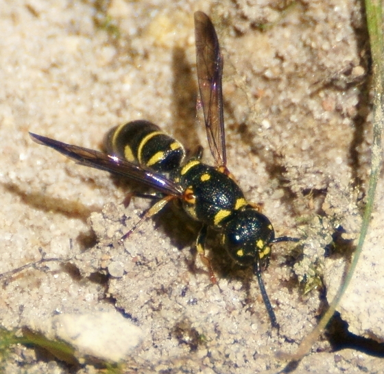 Parancistrocerus insolitus